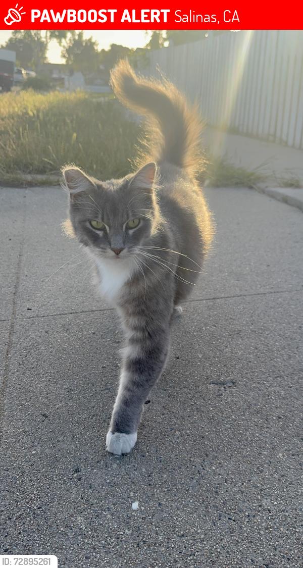 Lost Male Cat last seen In summit Dr street , Salinas, CA 93905