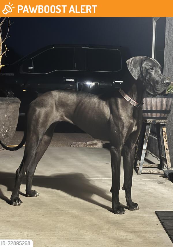 Found/Stray Female Dog last seen Superstition and Mountain View , Apache Junction, AZ 85220