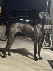 Found/Stray Female Dog last seen Superstition and Mountain View , Apache Junction, AZ 85220