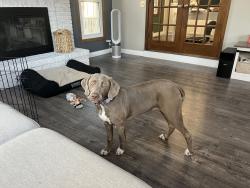 Lost Female Dog last seen Shaw and Bennett dr , Naperville, IL 60564