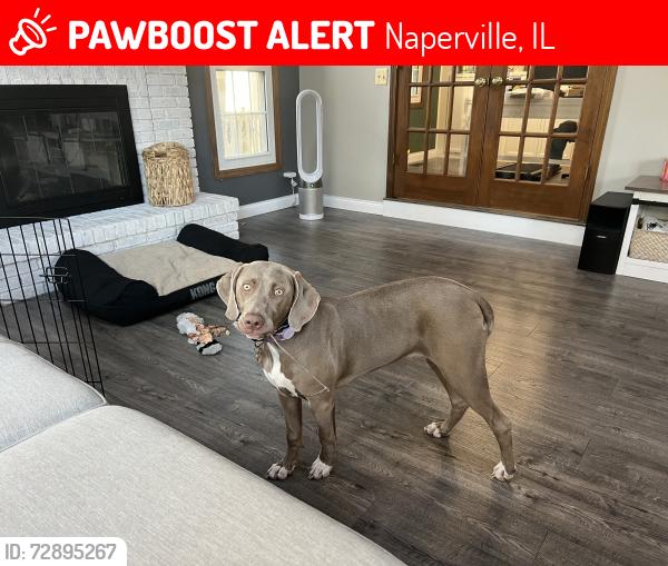 Lost Female Dog last seen Shaw and Bennett dr , Naperville, IL 60564