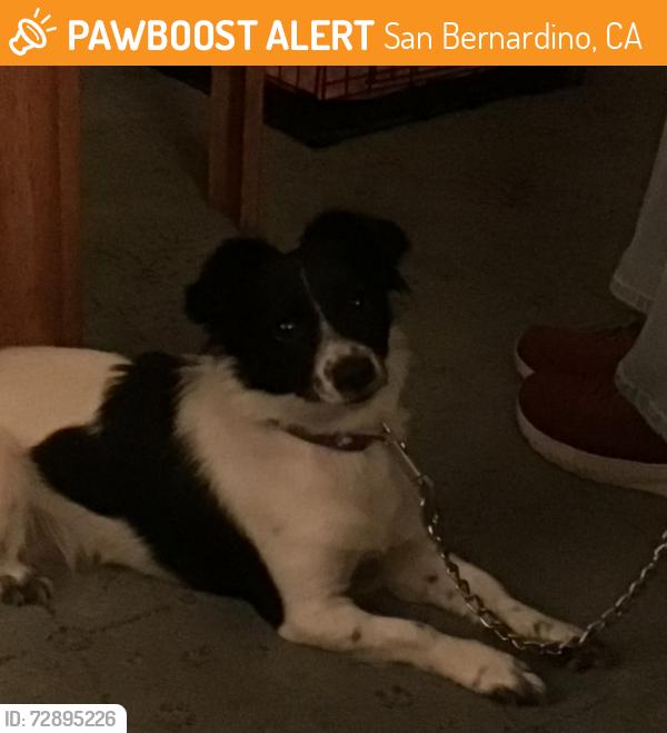 Found/Stray Female Dog last seen Near block, West 16th St.  between N. Arrowhead Ave & N. Mountain View Ave., San Bernardino, CA 92411
