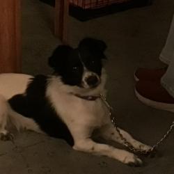 Found/Stray Female Dog last seen Near block, West 16th St.  between N. Arrowhead Ave & N. Mountain View Ave., San Bernardino, CA 92411