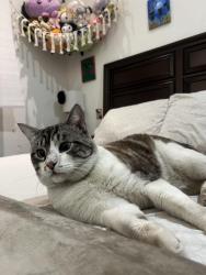 Lost Male Cat last seen Gleanoaks and osborne, Los Angeles, CA 91331