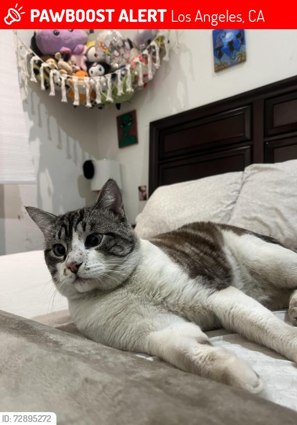 Lost Male Cat last seen Gleanoaks and osborne, Los Angeles, CA 91331