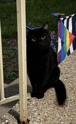 Found/Stray Unknown Cat last seen 46th and Anthony Drive, Greenfield, WI 53219
