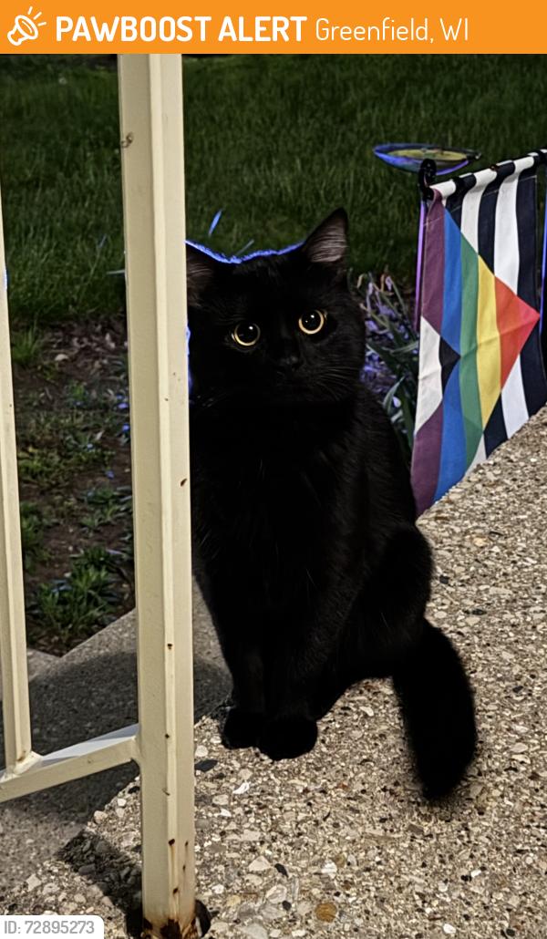 Found/Stray Unknown Cat last seen 46th and Anthony Drive, Greenfield, WI 53219