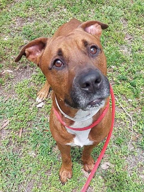 Shelter Stray Male Dog last seen Near BLOCK SW 73 AV, N LAUDERDALE FL 33068, Davie, FL 33312