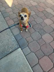 Found/Stray Male Dog last seen Christy lane and Trango, Sunrise Manor, NV 89110