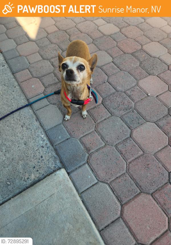 Found/Stray Male Dog last seen Christy lane and Trango, Sunrise Manor, NV 89110