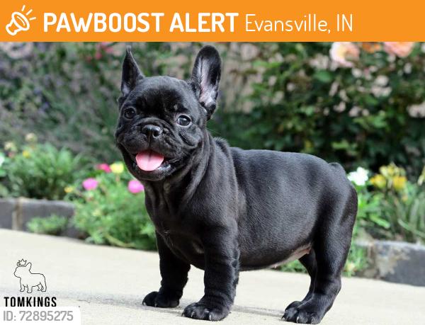 Found/Stray Unknown Dog last seen On the lloyd west side near lucas oil, Evansville, IN 47708