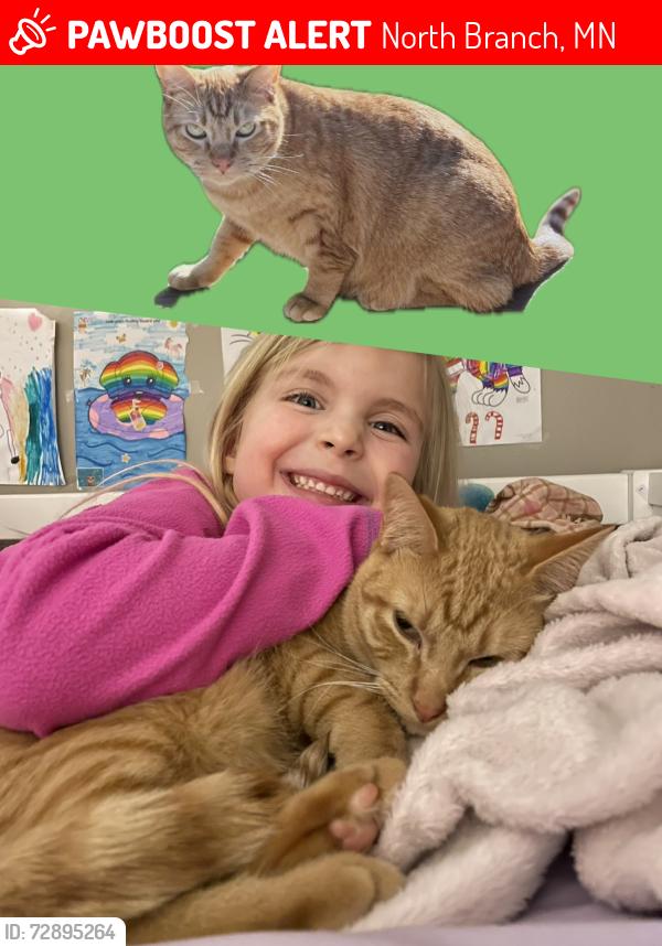 Deceased Male Cat last seen Lutch’s Crossing, North Branch, MN 55056