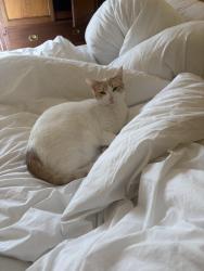 Lost Male Cat last seen Rand x Cheney, Oakland, CA 94610