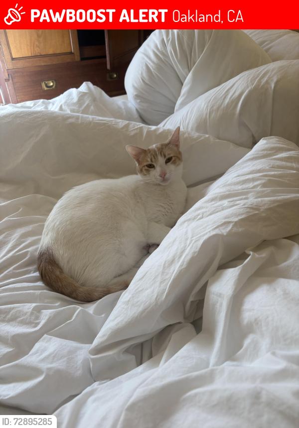 Lost Male Cat last seen Rand x Cheney, Oakland, CA 94610
