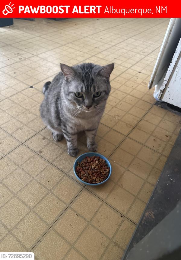 Lost Female Cat last seen Near , Albuquerque, NM 87123