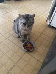 Lost Female Cat last seen Near , Albuquerque, NM 87123