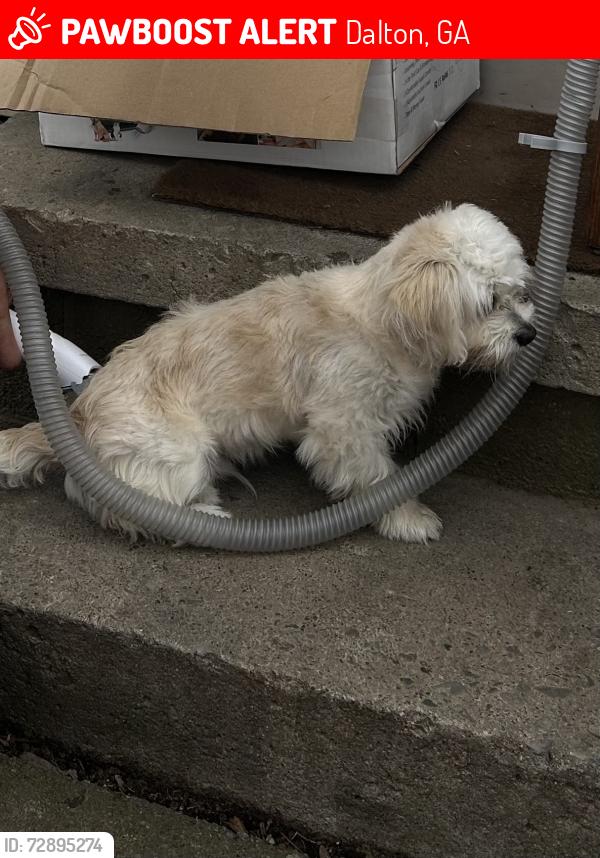 Lost Male Dog last seen Whaley’s Towing, Dalton, GA 30721