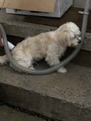 Lost Male Dog last seen Whaley’s Towing, Dalton, GA 30721
