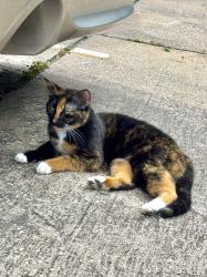 Found/Stray Unknown Cat last seen Duval Rd., Austin, TX 78759