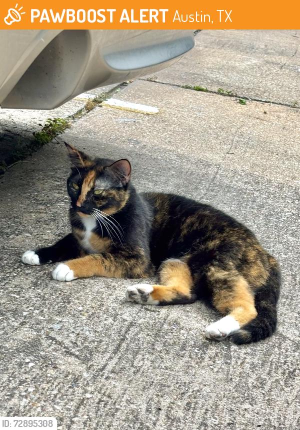 Found/Stray Unknown Cat last seen Duval Rd., Austin, TX 78759