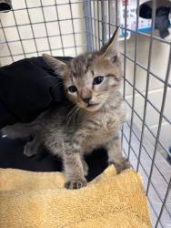 Shelter Stray Male Cat last seen , Sanford, FL 32773