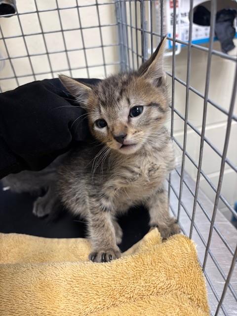 Shelter Stray Male Cat last seen , 232 Eslinger Way, Sanford, FL 32773, USA