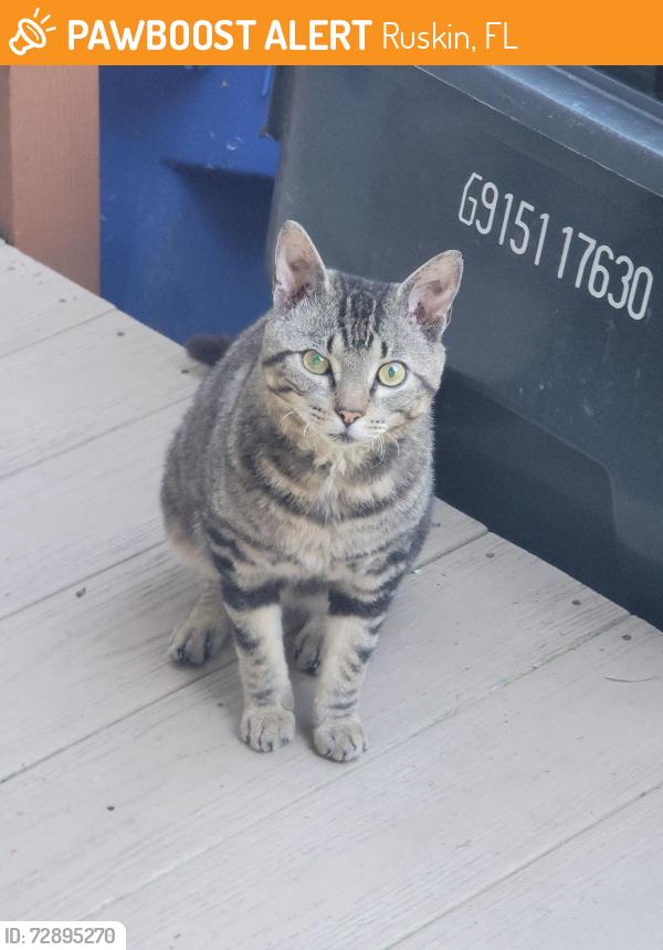 Found/Stray Male Cat last seen 21st Ave SE Ruskin FL 33570, Ruskin, FL 33570