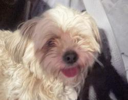 Found/Stray Male Dog last seen Campbell and Gowan, Las Vegas, NV 89129