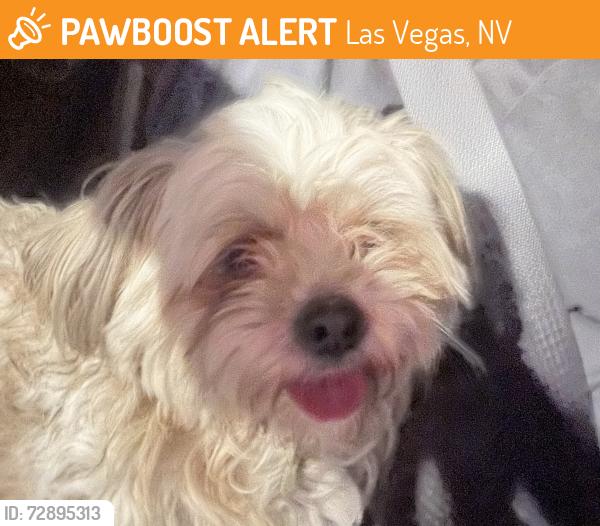 Found/Stray Male Dog last seen Campbell and Gowan, Las Vegas, NV 89129