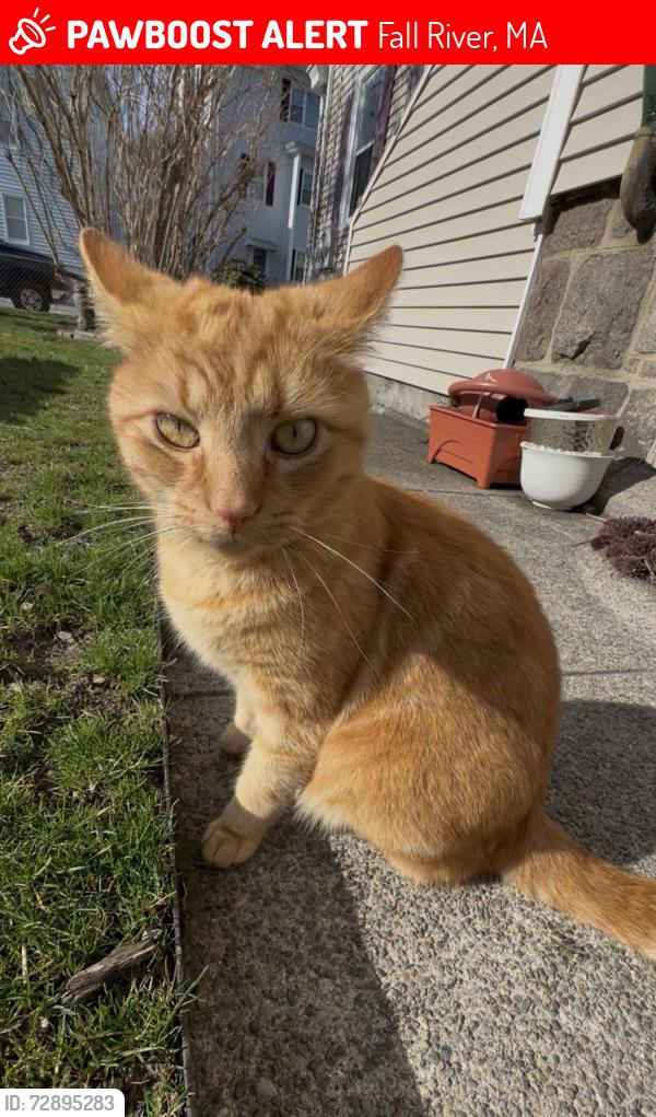Lost Male Cat last seen Garside street, Fall River, MA 02720
