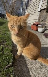 Lost Male Cat last seen Garside street, Fall River, MA 02720