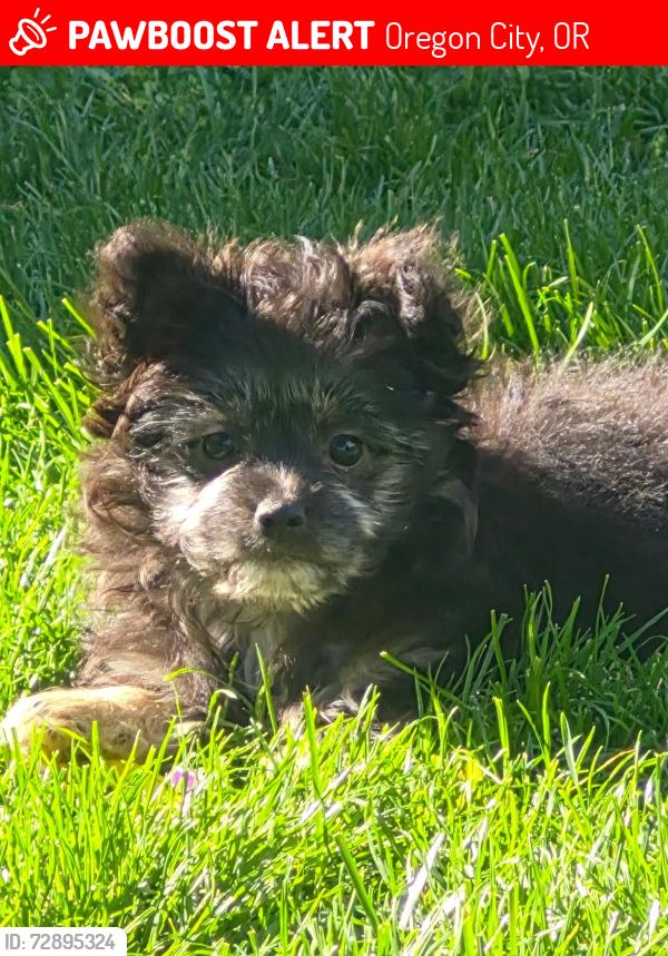 Lost Female Dog last seen Hilltop Ave and Molalla Ave, Oregon City, OR 97045