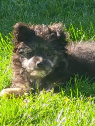Lost Female Dog last seen Hilltop Ave and Molalla Ave, Oregon City, OR 97045