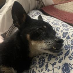 Reunited Male Dog last seen Gilbert and Main Street by the McDonald’s, Mesa, AZ 85203