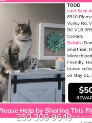 Lost Male Cat last seen Vernon Christian School , Vernon, BC V1B 3R5