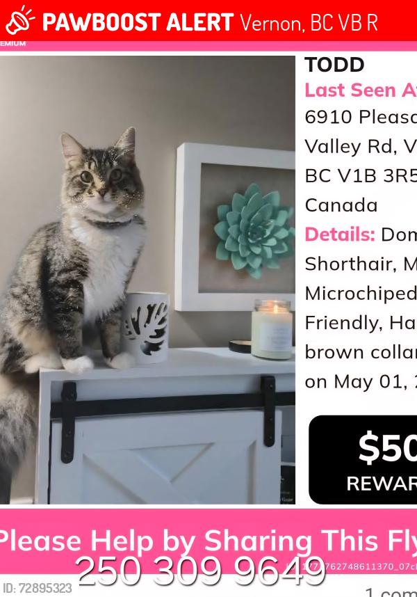 Lost Male Cat last seen Vernon Christian School , Vernon, BC V1B 3R5