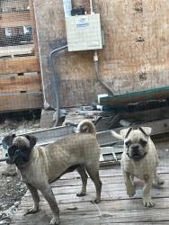 Found/Stray Unknown Dog last seen Near Castori Elementary , Sacramento, CA 95838