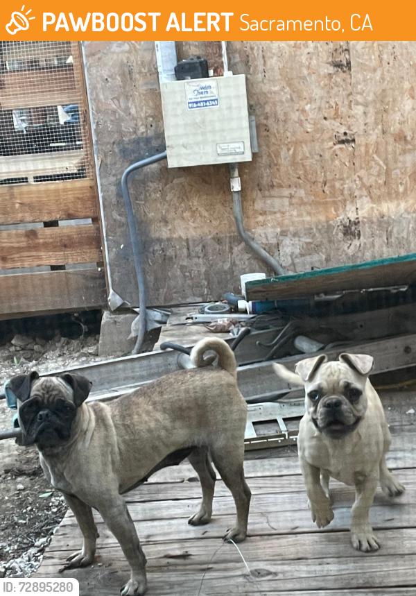 Found/Stray Unknown Dog last seen Near Castori Elementary , Sacramento, CA 95838