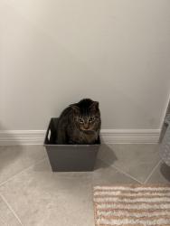 Lost Male Cat last seen papaya lane, Orangetree, FL 34120