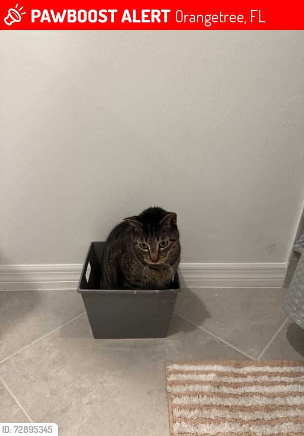 Lost Male Cat last seen papaya lane, Orangetree, FL 34120