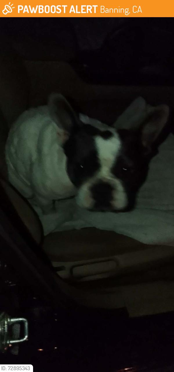 Found/Stray Female Dog last seen Hoffer & cherry , Banning, CA 92220