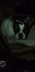 Found/Stray Female Dog last seen Hoffer & cherry , Banning, CA 92220