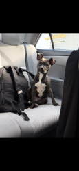 Found/Stray Female Dog last seen sw 180th st, Miami, FL 33177