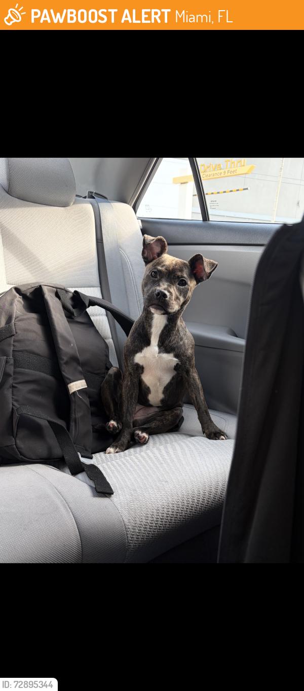 Found/Stray Female Dog last seen sw 180th st, Miami, FL 33177
