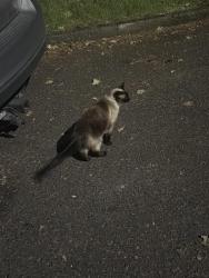 Found/Stray Female Cat last seen SE DIVISION STREET 174th , Portland, OR 97216