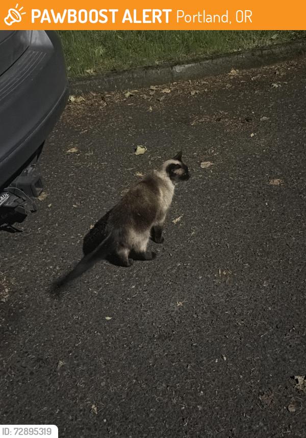 Found/Stray Female Cat last seen SE DIVISION STREET 174th , Portland, OR 97216
