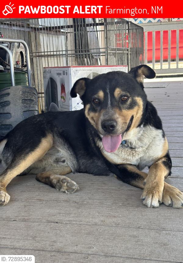 Lost Male Dog last seen Robin Ave and Cardinal St , Farmington, NM 87401
