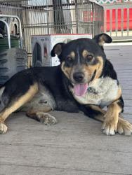 Lost Male Dog last seen Robin Ave and Cardinal St , Farmington, NM 87401