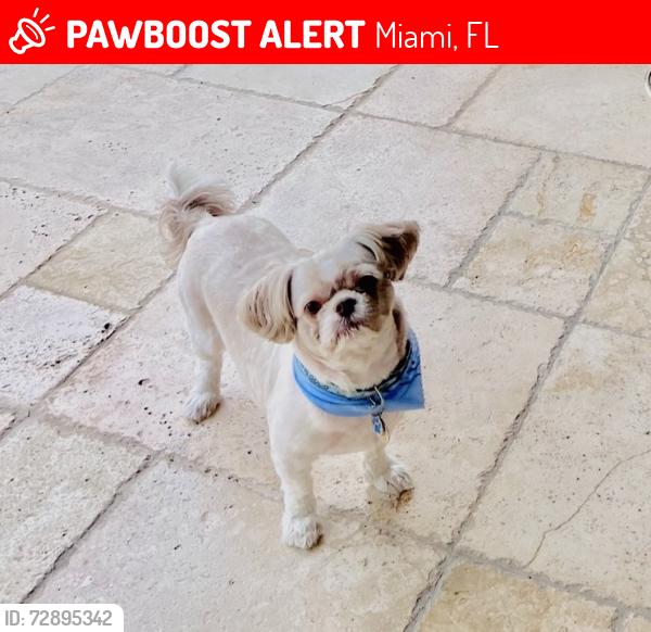 Lost Male Dog last seen SW 78 st. Just west of the Palmetto Expy, Miami, FL 33143