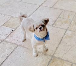 Lost Male Dog last seen SW 78 st. Just west of the Palmetto Expy, Miami, FL 33143